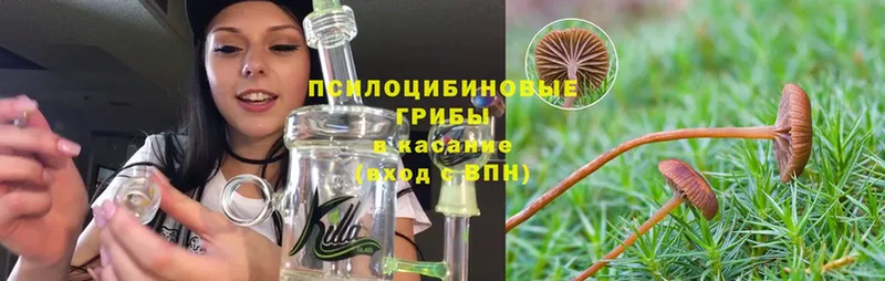 купить   Апатиты  Псилоцибиновые грибы Magic Shrooms 